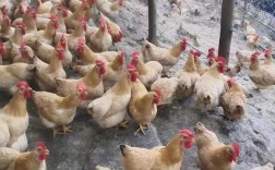 散养肉鸡选什么品种好？