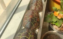 2025年乌龟价格会涨还是跌？