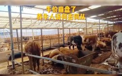 淘汰母牛育肥技术规程