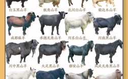 中国有哪些优质肉用绵羊品种？