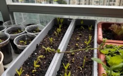 冬天菜心种植技术要点有哪些？