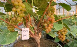 葡萄盆栽什么品种最好？