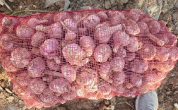 山东金乡大蒜最新价格多少？