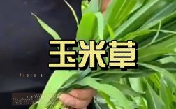 牧草玉米种植技术有哪些关键点？