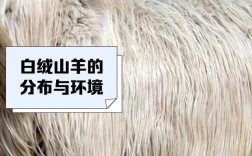 哪种绒山羊品种品质最优？