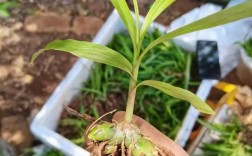 白芨种植技术要点有哪些？