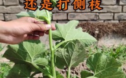 南瓜种植技术肥水管理