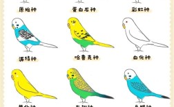 哪些鹦鹉品种适合家庭养殖？