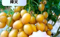 黄皮果种植方法和技术