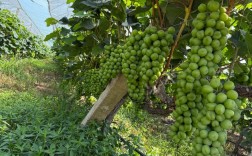 阳光玫瑰葡萄怎么种好？