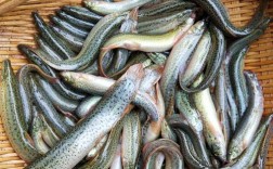 台湾泥鳅催产技术视频要点有哪些？