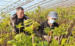 香椿怎么种才高产？