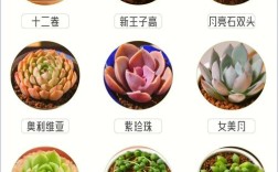 多肉花品种有哪些？常见品种怎么区分？