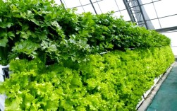 盆栽蔬菜视频，新手怎么种？