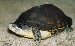 2025年安南龟苗价格会涨还是跌？