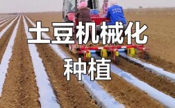 大棚土豆后期咋管理才高产？