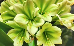 君子兰哪个品种最好？