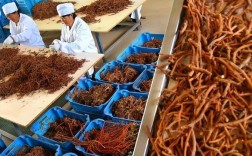 单参价格多少钱一斤？