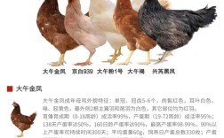 蛋鸡品种产蛋量差异有多大？