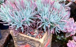 仙女杯哪些品种最值得入手？