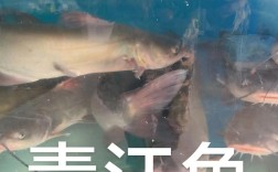 2025年石斑鳜鱼价格会涨还是跌？