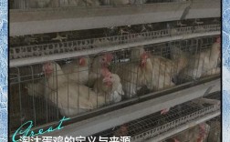 鞍山淘汰蛋鸡价格多少钱一斤？