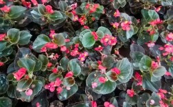 四季海棠品种哪些好