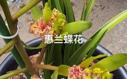 惠兰属于名贵品种吗