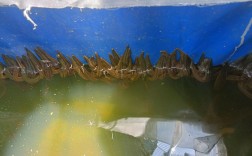 水蛭网箱养殖技术图书如何高效应用？