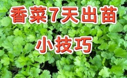 香菜怎么种又好存？
