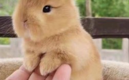 家养小兔子有哪些品种？