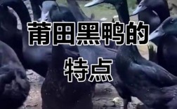 黑鸭子有哪些黑色品种？