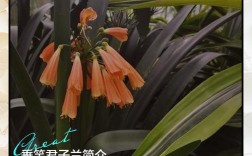 垂笑君子兰是否值得养？