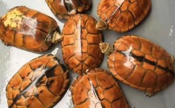 金钱龟种苗品种有哪些？