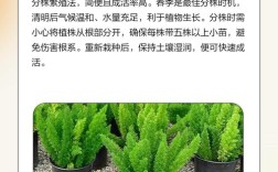 狐狸繁殖期养殖技术要点有哪些？