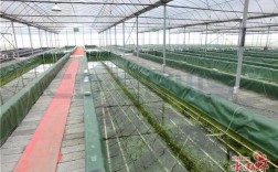 济南小龙虾养殖技术要点有哪些？