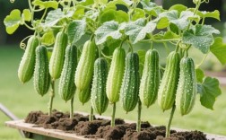 多种嫁接甜瓜技术视频