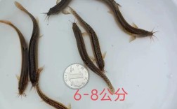 台湾泥鳅繁殖技术视频