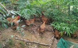 北方散养鸡选什么品种？耐寒、抗病、觅食能力强的有哪些？产肉和产蛋表现如何？