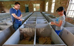 广西竹鼠养殖技术视频要点有哪些？