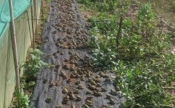 蛙养殖技术视频有哪些关键要点？