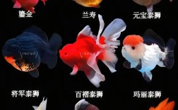 什么金鱼品种最好？