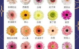 菊花品种知多少？