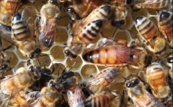 意蜂有定点品种吗？