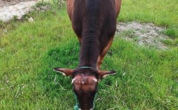 深山放养黄牛，关键技术有哪些？