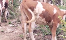 农村养的牛都是什么品种？