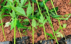 四季香椿种植技术视频