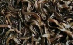 台湾泥鳅养殖技术有哪些要点？