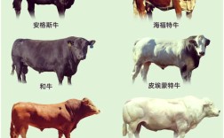 外国肉牛品种主要分哪几类？