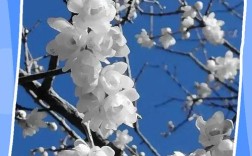 白色腊梅品种有哪些？花形花色有何差异？